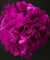 BLOWOUT (100 PACK) EZ-Fluff 12" Fuchsia Tissue Paper Pom Poms Flowers Balls, Decorations