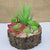 Realistic Succulents Plant in 4.25" Tree Trunk Pot - Table Centerpiece - AsianImportStore.com - B2B Wholesale Lighting and Decor